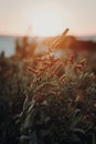 Tranquil scene of a setting sun casting a warm orange hue over a lush landscape of wild flowers Royalty Free Stock Photo