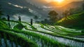 Rice terraces in Vietnam. Beautiful landscape of Vietnam