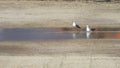 Tranquil Scene of Two Seagulls by a Shallow Pool on a Sandy Shore