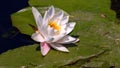 Tranquil scene of a white water lily in full bloom, its delicate petals