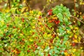 Tranquil scene of a wooded area during sunrise, featuring an abundance of vivid red berries Royalty Free Stock Photo