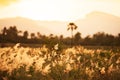 A tranquil scenery of flower fields on summer dusk