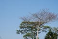 Serene nature: a peaceful landscape with clear blue sky and green foliage