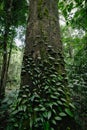 Tranquil Scenic of Nature Tree in The Tropical Forest, Natural Landscape Scenery View of Jungle Trees in Spring Season Forest. Royalty Free Stock Photo