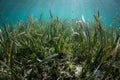 Tranquil Seagrass Meadow in Wakatobi National Park Royalty Free Stock Photo