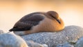 Tranquil seagull resting on peaceful pond at sunset, serene beauty generated by AI