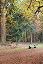 Tranquil seated area in the autumn forest Royalty Free Stock Photo