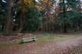 Tranquil seated area in the autumn forest Royalty Free Stock Photo