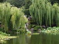 Tranquil Secluded Oriental Garden With Weeping Willow & Pond.