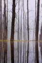 Morning Sunrise on a foggy environmental wetland with reflections of the fog and trees.