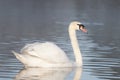 Tranquil Elegance : The Graceful Swan on Still Waters