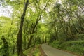 Tranquil side road in forest