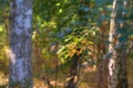 Tranquil silent morning in a zen, quiet jungle with soothing calm nature and fresh air. Closeup of a tree stump growing