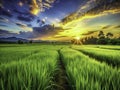 A Tranquil Silhouette of a Green Rice Paddy at Sunset CloseUp Photography Capturing the Dramatic Textures and Shadows Royalty Free Stock Photo