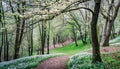 Tranquil spring forest with blooming trees.