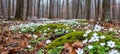 Tranquil spring forest landscape with mossy rocks and tiny flowers, ideal for text overlay Royalty Free Stock Photo