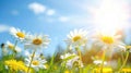 Tranquil spring meadow with white and pink daisies and golden dandelions under sunny sky. Royalty Free Stock Photo