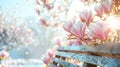 Tranquil spring scene with a sunlit bench, radiant magnolia blossoms