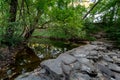 A Tranquil Spring or Summer Wooded Nature Outdoor Scene.