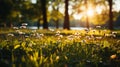 Tranquil spring white wildflowers in park clearing at sunset with soft blurred background