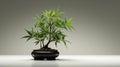 Tranquil Serenity: Bamboo Bonsai Tree On Gray Background