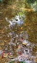 the water is rushing in the stream, with leaves and grass around it Royalty Free Stock Photo