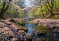A tranquil stream flows through a forest, surrounded by trees with Royalty Free Stock Photo