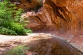 Tranquil stream flows through a tunnel of overhanging red rock standstone in a canyon in the American Southwest Royalty Free Stock Photo