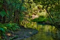Tranquil Stream in Native Bush Royalty Free Stock Photo
