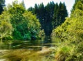 Tranquil Stream in Native Bush Royalty Free Stock Photo