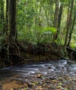 Tranquil stream of water meanders through a lush tropical rainforest