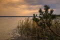 Tranquil summer evening landscape. dusk twilight over a lake with a pine branch and a coastal reed in shallow water against a Royalty Free Stock Photo