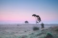 Tranquil summer sunrise and lone pine tree