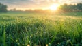 Tranquil sunrise over rural landscape, detailed dew covered grass, golden hour glow Royalty Free Stock Photo