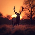 Tranquil sunrise Silhouette of a stag peacefully grazing in meadow