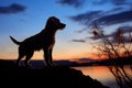 Tranquil sunset frames the silhouette of a loyal canine companion