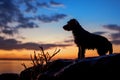 Tranquil sunset frames the silhouette of a loyal canine companion