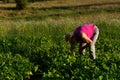 Tranquil Sunset Gardening: Woman Tending to Her Bean Garden