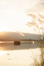 A tranquil sunset lake with reed flowers