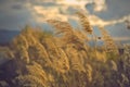 Tranquil sunset over a field of dried reeds Royalty Free Stock Photo
