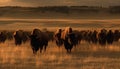 A tranquil sunset over a large herd of grazing cattle generated by AI Royalty Free Stock Photo