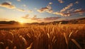 Tranquil sunset over rural landscape, golden wheat fields in summer generated by AI Royalty Free Stock Photo