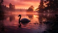 Tranquil swan reflects elegance in nature multi colored sunset beauty generated by AI Royalty Free Stock Photo