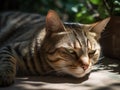 The Tranquil Tabby Cat Enjoying a Lazy Afternoon