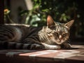 The Tranquil Tabby Cat Enjoying a Lazy Afternoon