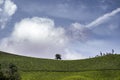 Tranquil Tea Plantation in a Green Countryside Landscape of Munnar, Kerala, India