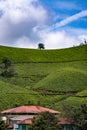 Tranquil Tea Plantation in a Green Countryside Landscape of Munnar, Kerala, India