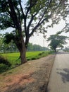 Tranquil Trails: Journey Along the Enchanting Village Road