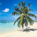 Tranquil tropical beach. Palm trees and white sand under blue sky. Exotic coast view, vertical beach banner. Summer travel Royalty Free Stock Photo