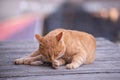 Tranquil Urban Feline: Basking in the Sunset Glow Royalty Free Stock Photo